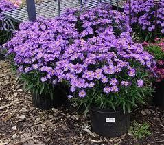 Purple Beauty!!