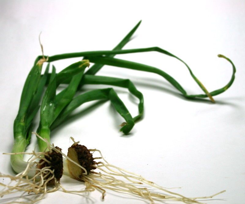 Cultivar Cebollas De Los Extremos Desechados