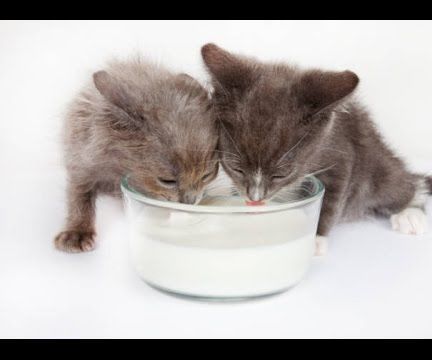 How to Keep Your Cat Healthy Around People Food