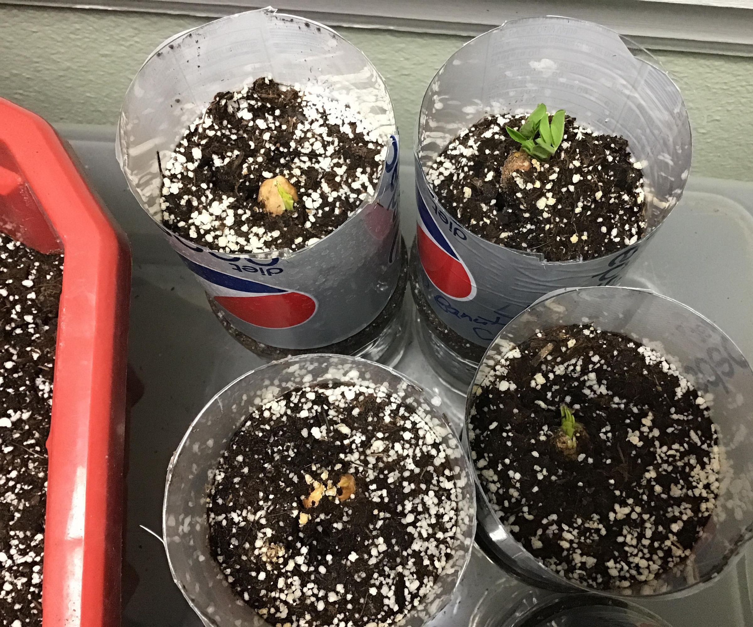Start Peanut Seedlings