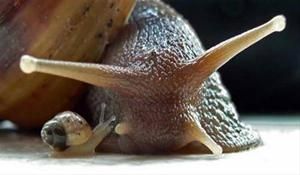 Snail Care
