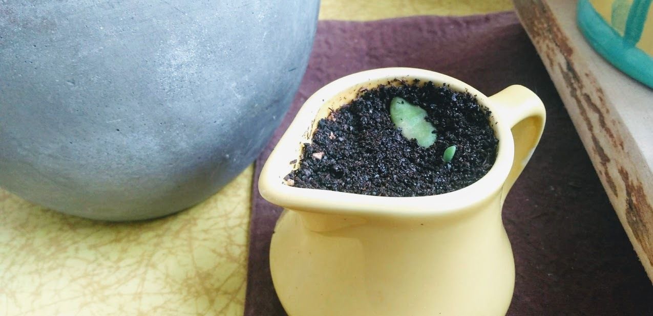Starting Succulents in Coffee Grounds : 5 Steps (with Pictures) -  Instructables