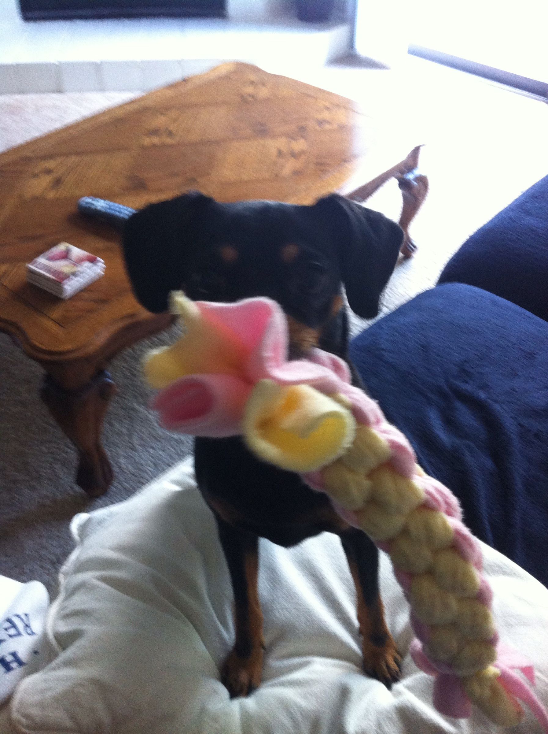 Dog Tug Toy