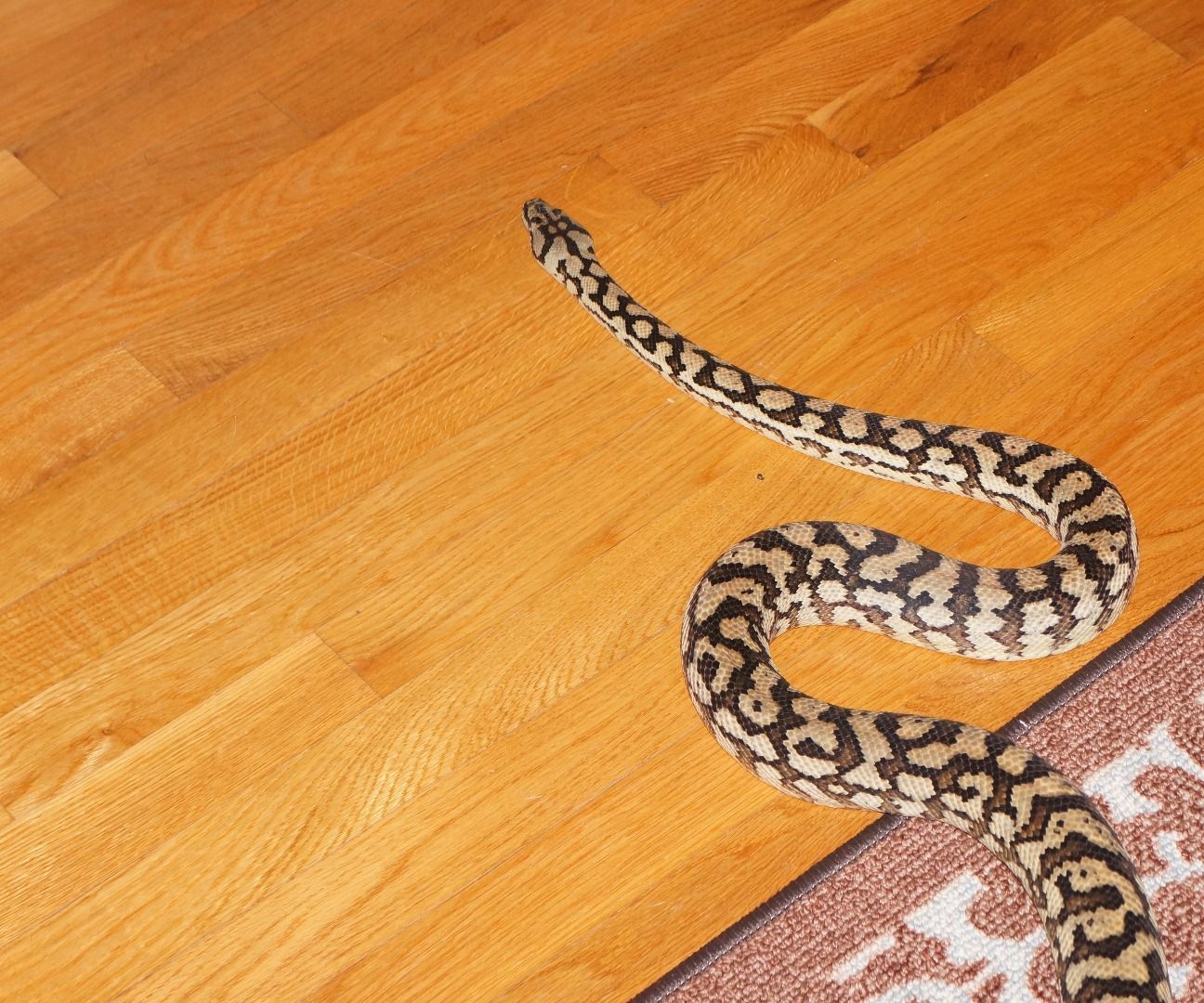 Bringing the Outside In, Creating a Vivarium for a Carpet Python