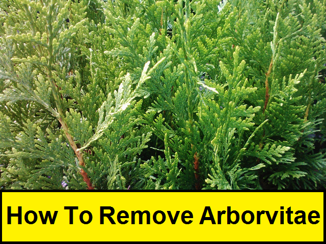 How to Remove Arborvitae
