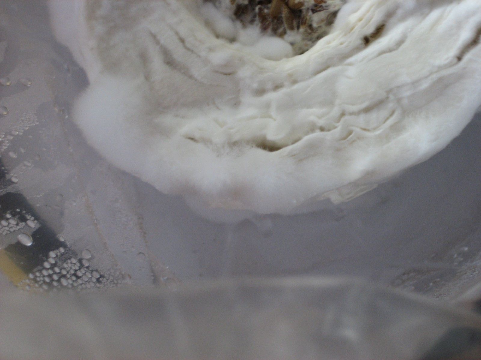 Growing Mushrooms! : 7 Steps - Instructables