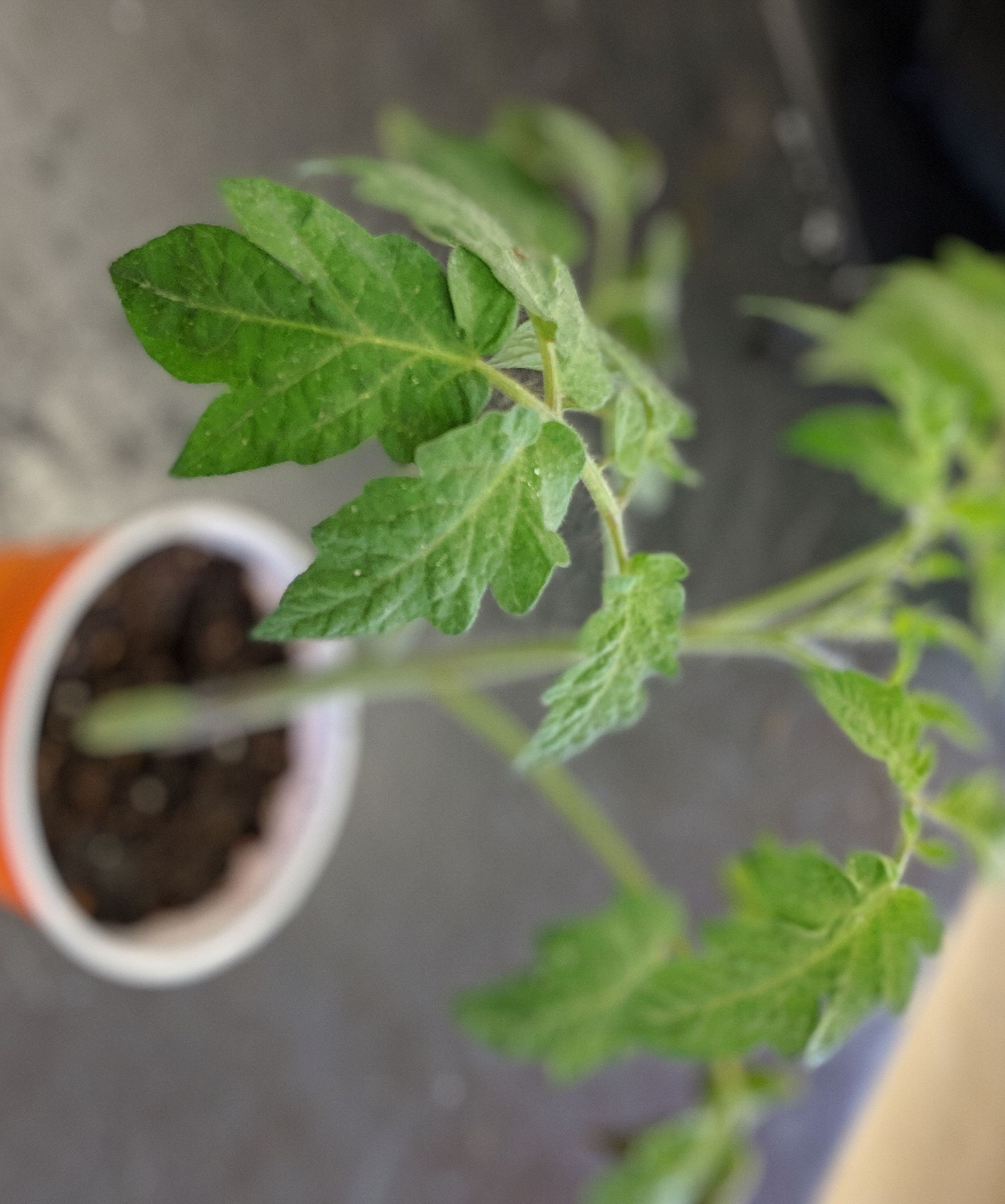 Upside-Down-Right-Side-Up Tomato Planter