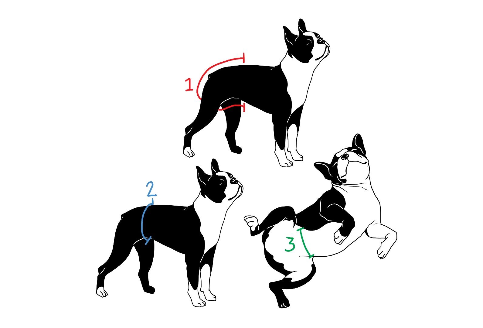 Nibbler From Futurama Dog Costume 16 Steps (with Pictures