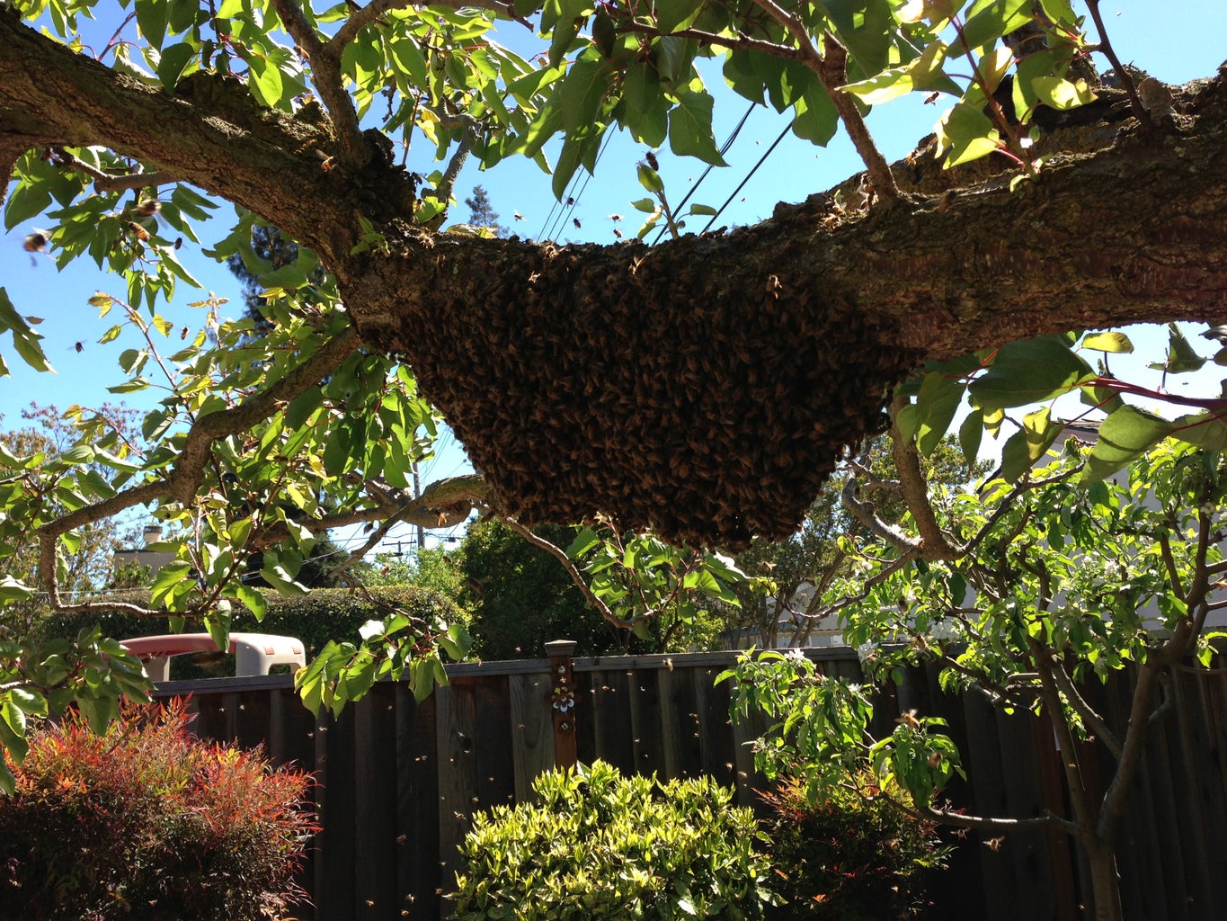 how to get rid of a swarm of bees