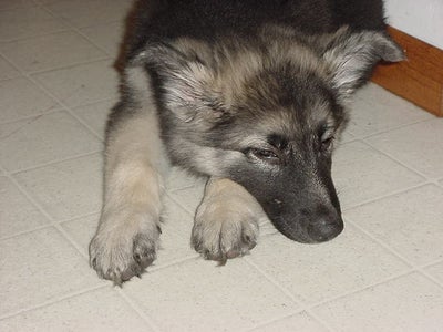 How to Clean Up After Pets