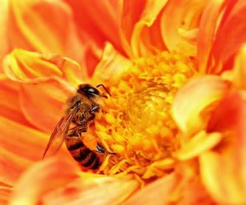 Propolis for You, Bee Antibotics