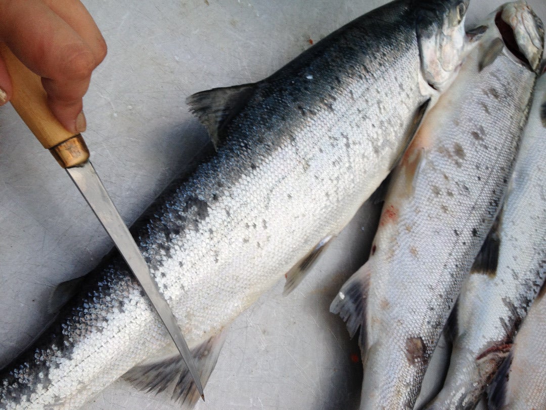 how to clean salmon fish