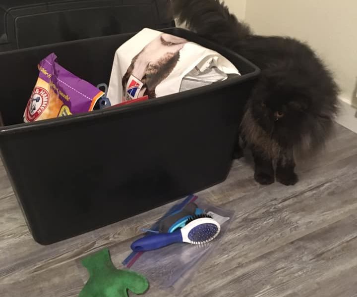 Basic Pet Emergency Kit: Cats