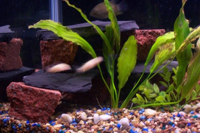 Spraypaint Aquarium Backgrorund
