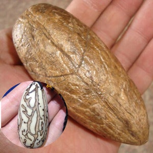 How to Use a Pipal Tree Seed Make a Pendant for Bracelet Necklace
