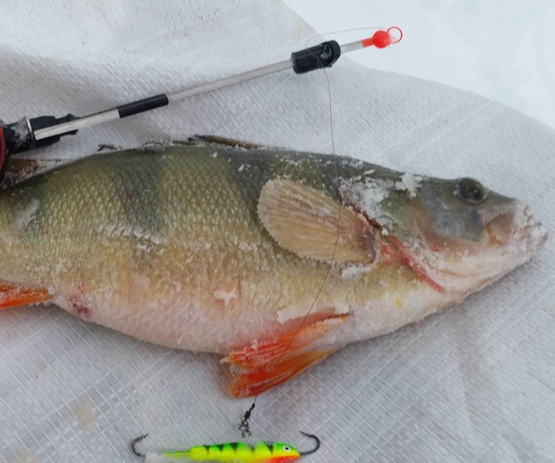 How to Catch Redfish