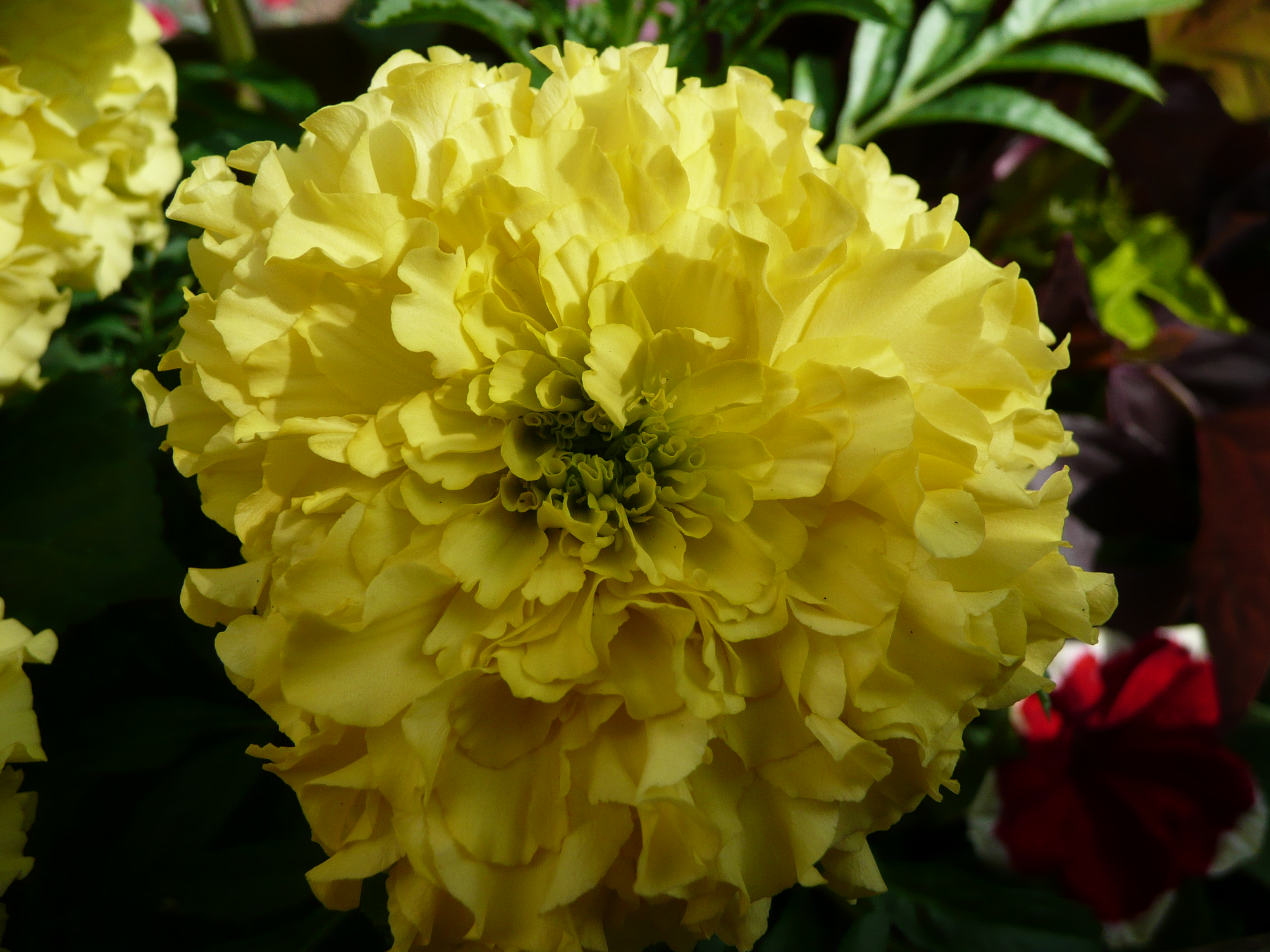 Taking Macro Photo's of Flowers