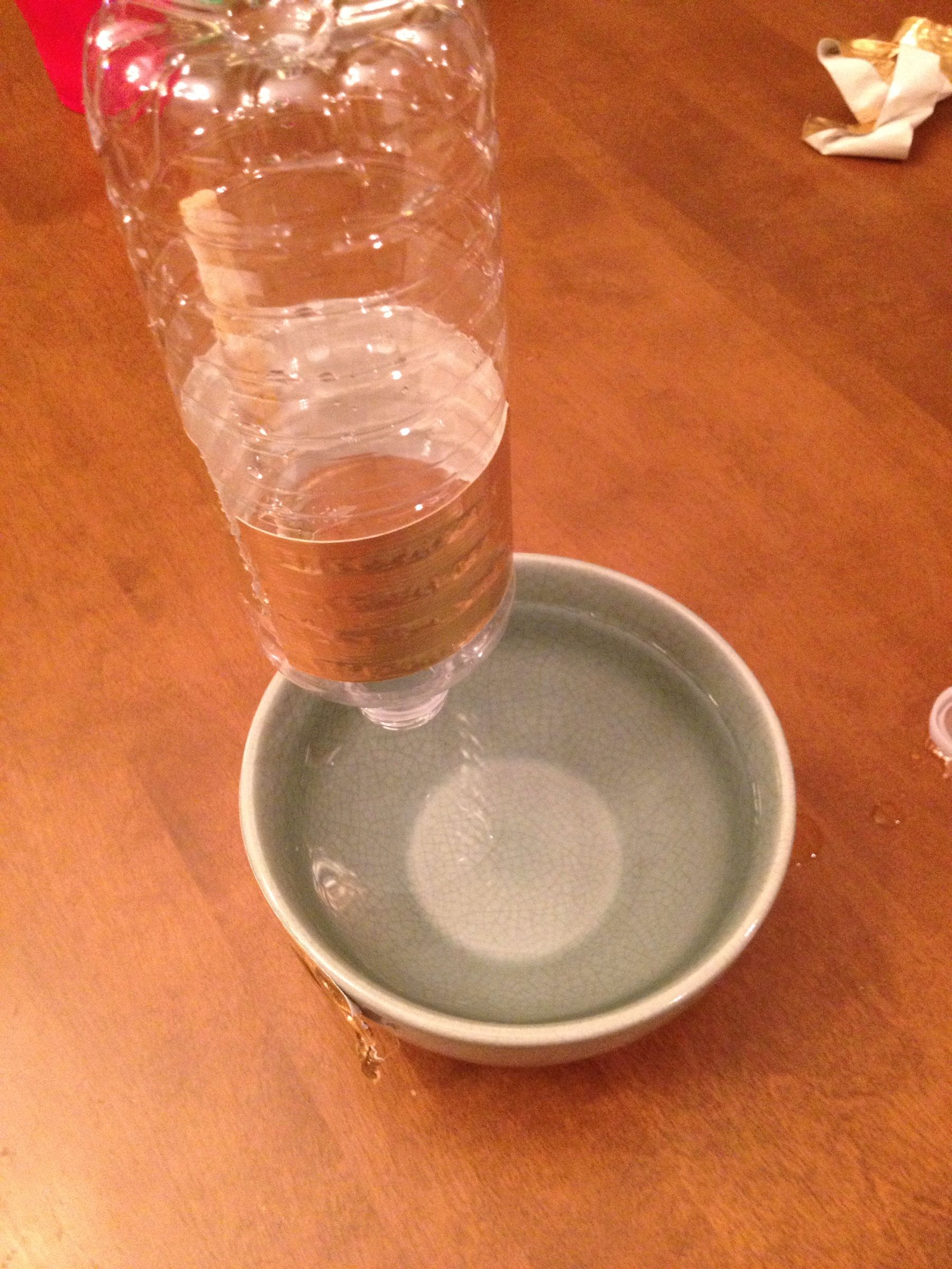 The Eternal Doggy Bowl