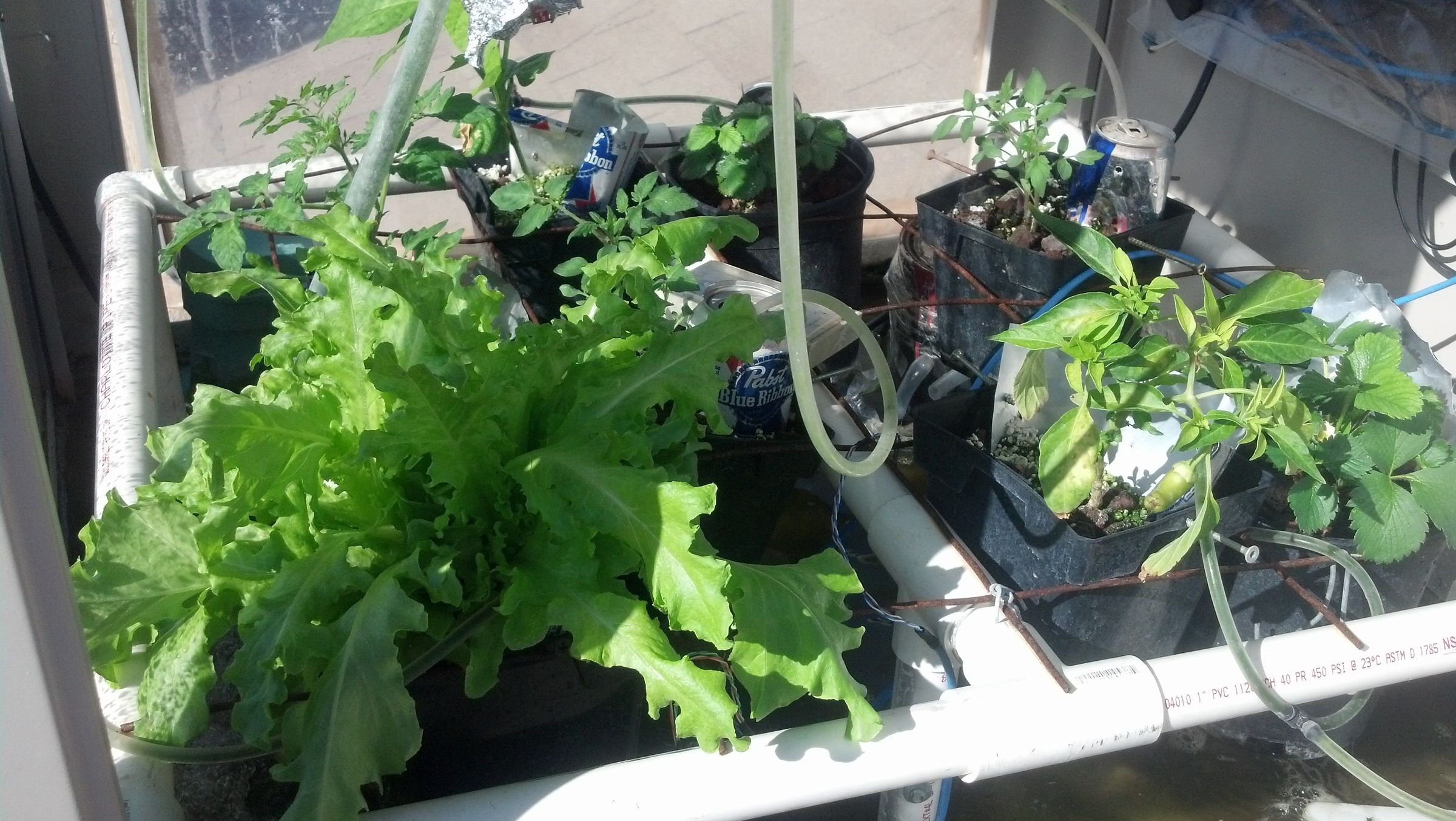 Swamp Cooler, Hydroponic, Rooftop Greenhouse 9 Steps (with Pictures