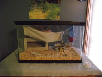 My Rats' New Cage Setup