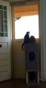 Design a Kitty Condo!