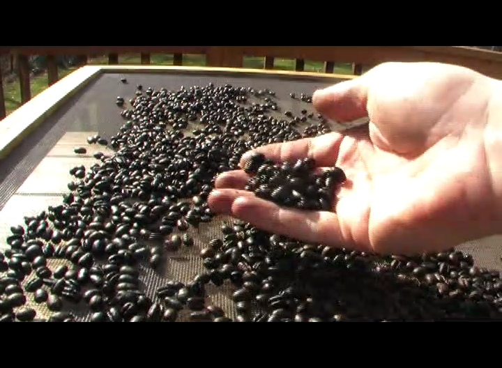 Home Roasting Tazmanian Peaberry Coffee