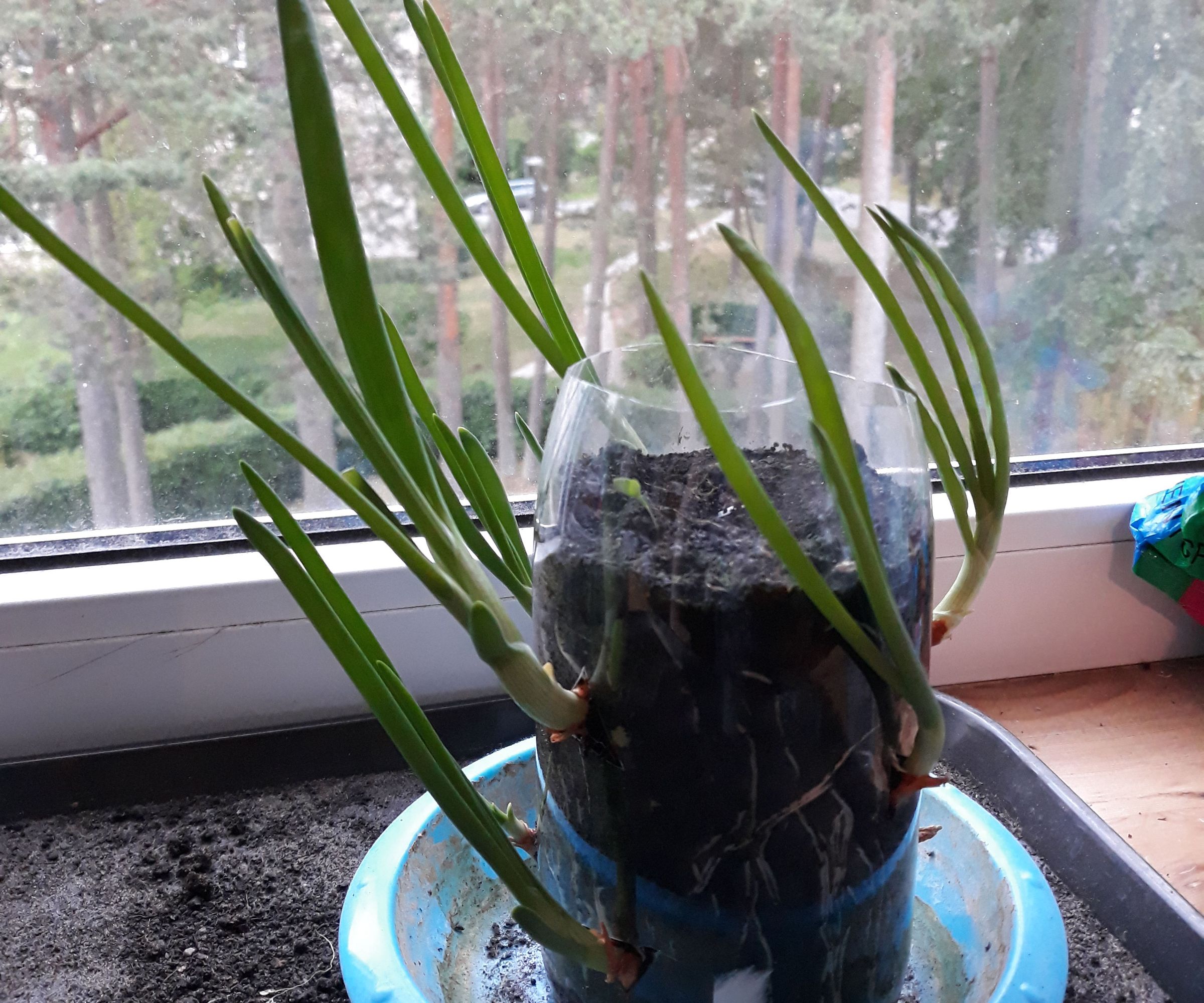 Space Saving Vertical Onion Planter