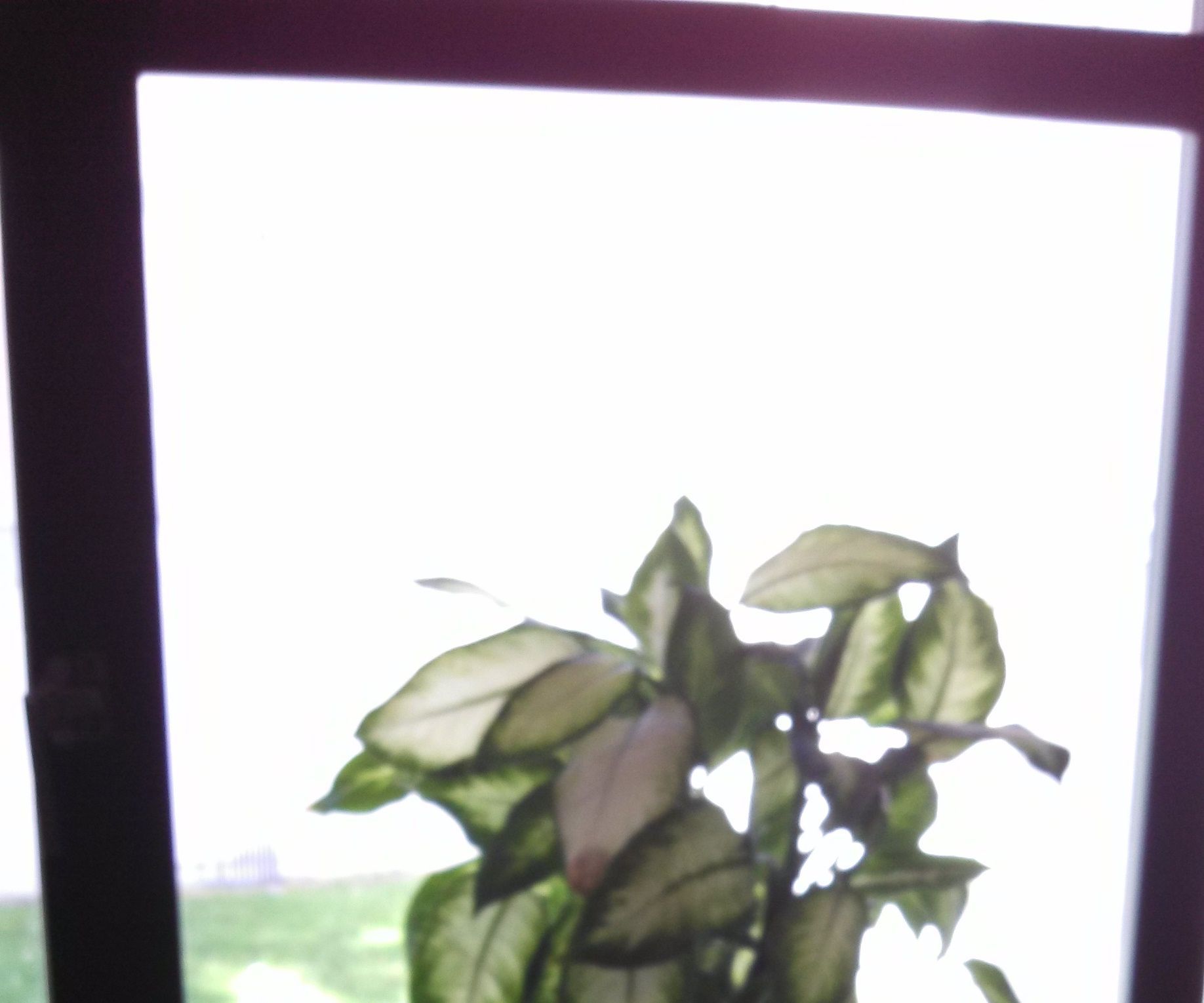 Can Oxygen Improve Mental Abilities? (revised)