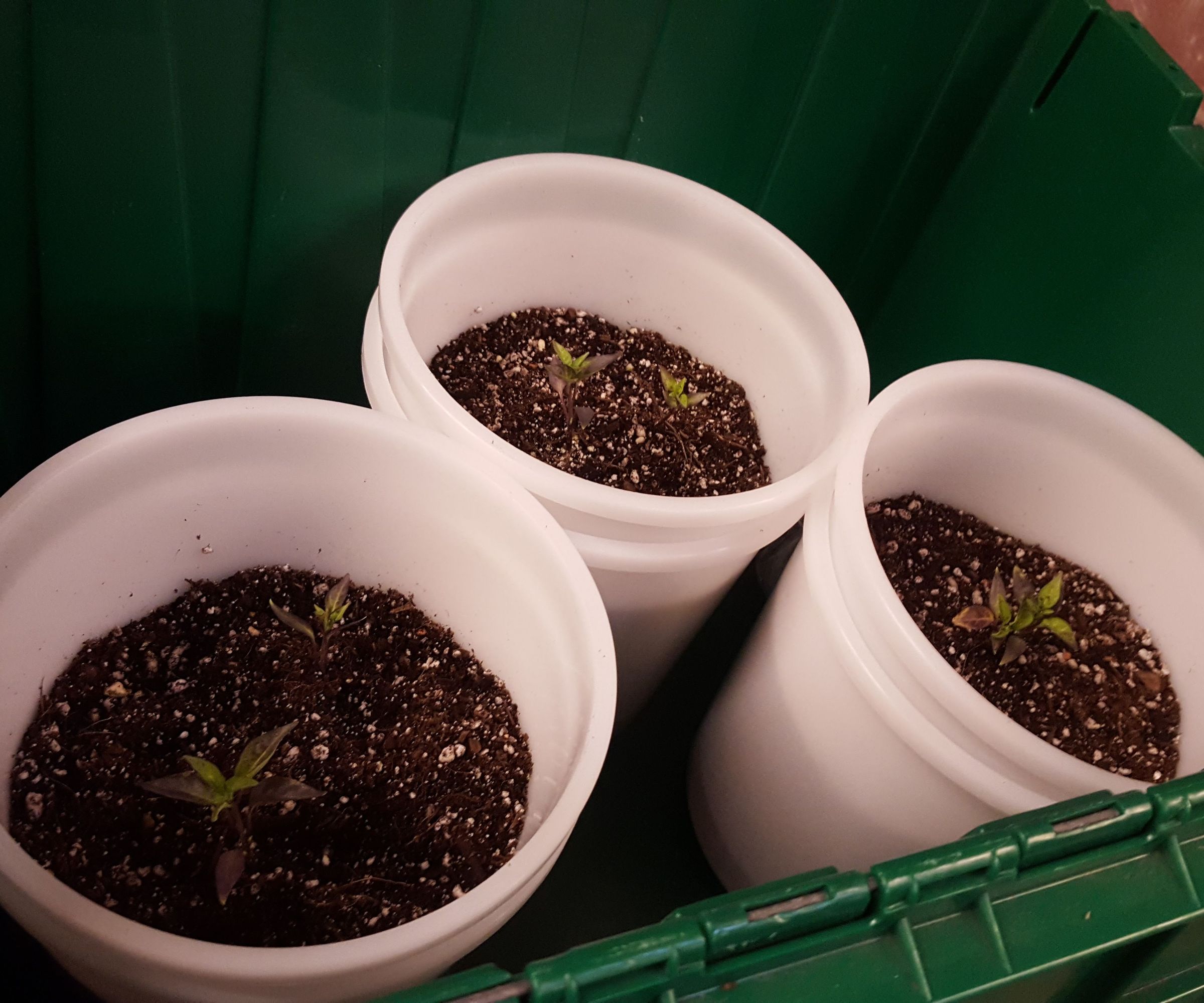 Minimalist Self Watering Plant Container for Less Than $5