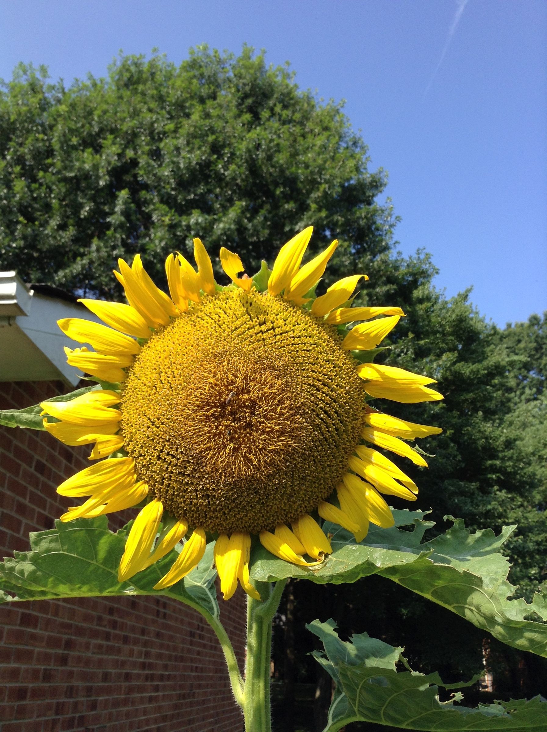 How to Grow Sunflowers 
