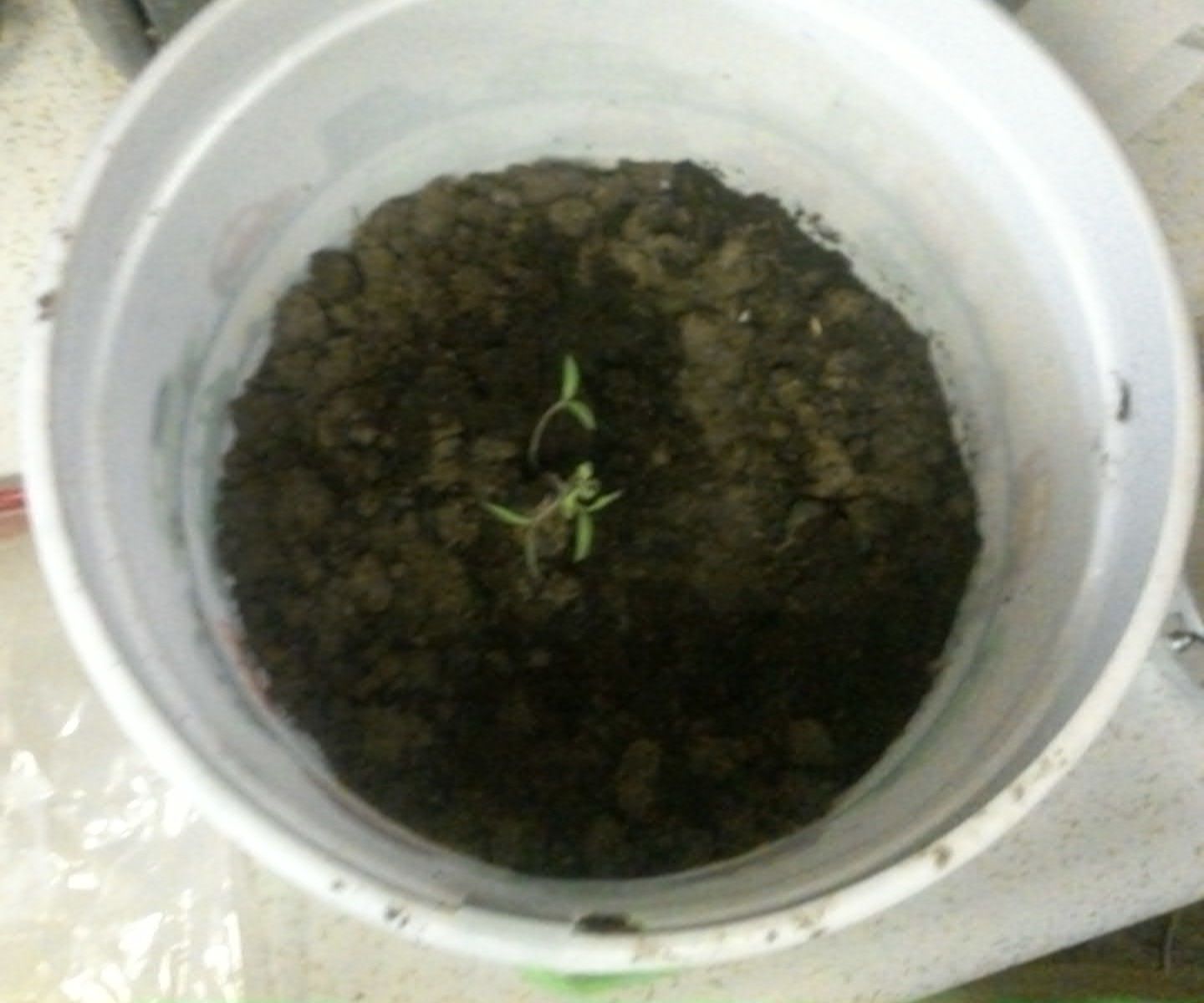 Small Bucket Planter