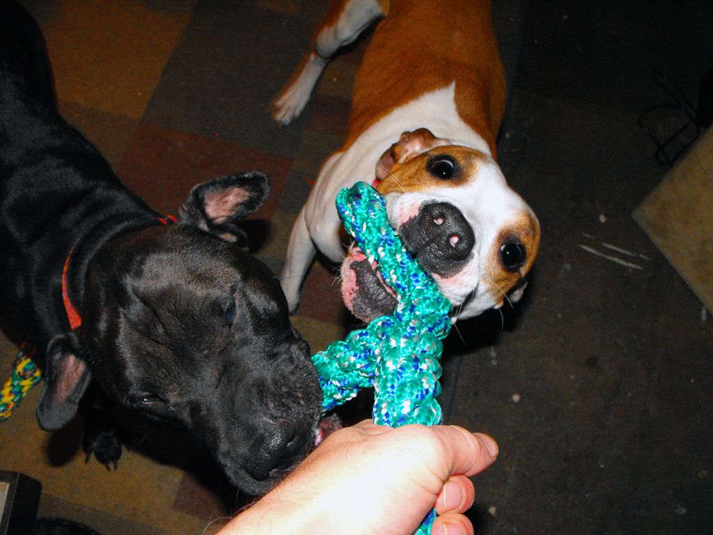 "Y" SHAPED DOG TUG & TOSS TOY