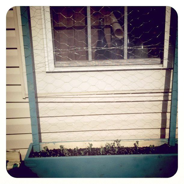 Simple Trellised Pea Planter