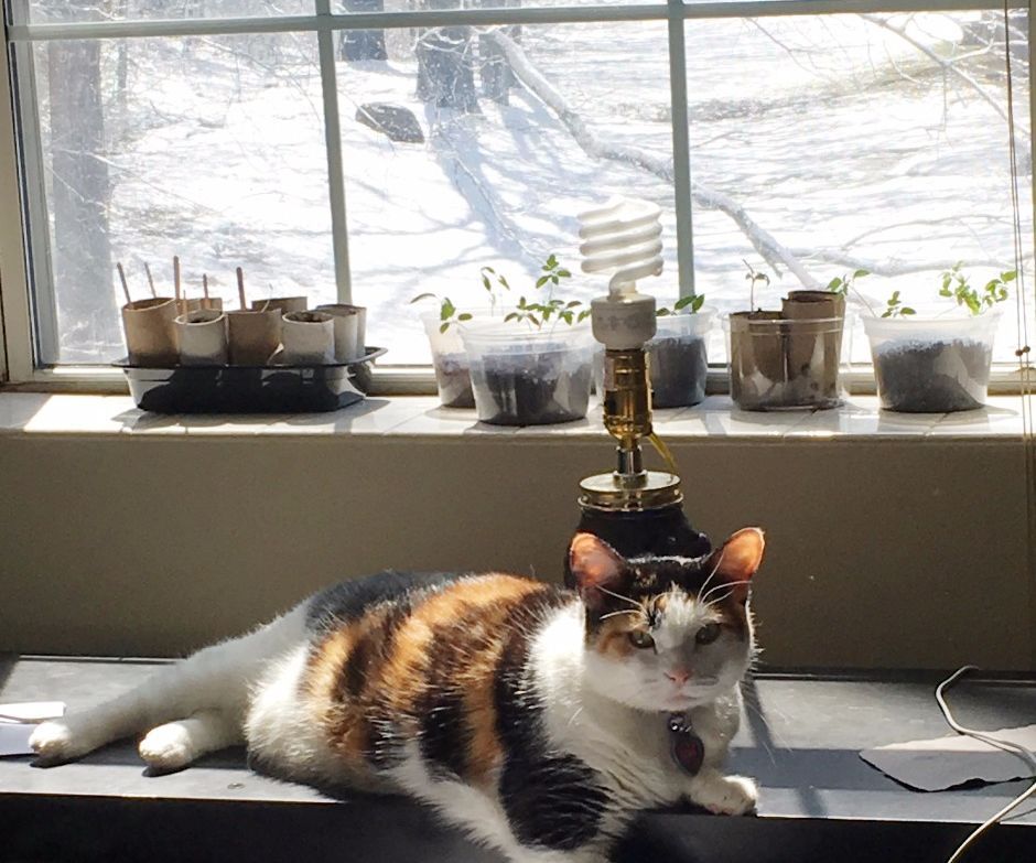 Recycled Seedling Pots