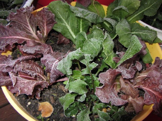 How to Protect Your Vegetables From Frost: Using Cups, Trash Bags and Towels