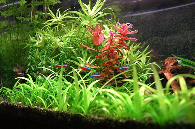 CO2 Mixer for Planted Aquarium