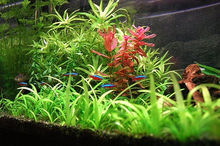 CO2 Mixer for Planted Aquarium