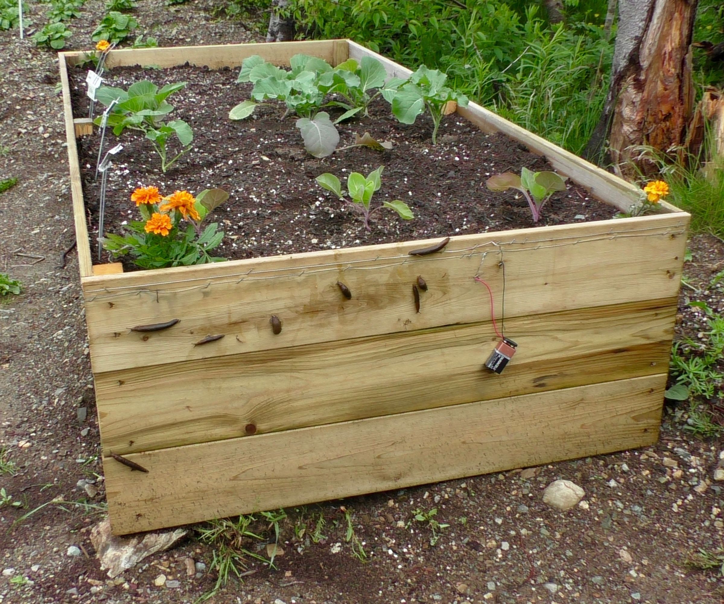 Raised Bed With Built-in Slug Control