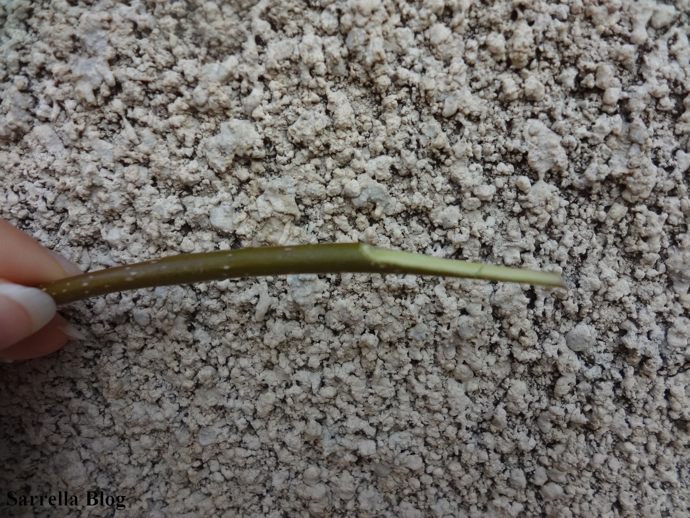 Grafting a Pear Scion to a Quince Tree 14 Steps (with Pictures