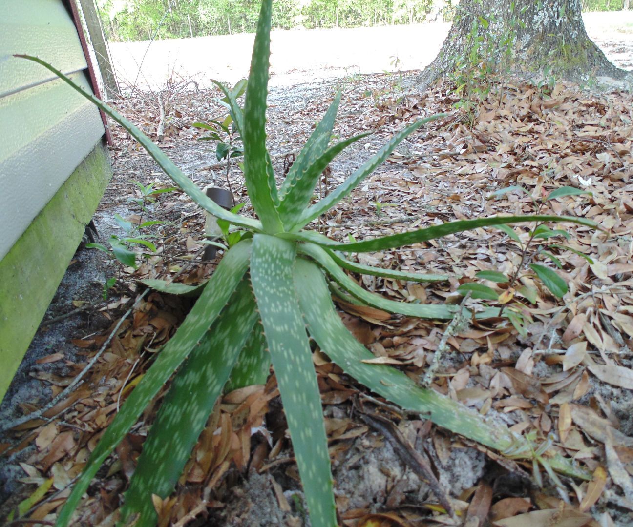 Aloe! Not Just for Burns!