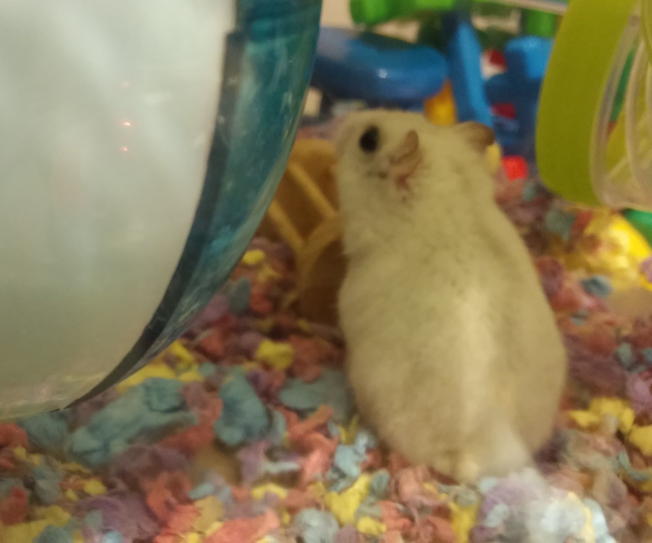 Hamster "Silent Mode"