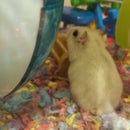 Hamster "Silent Mode"