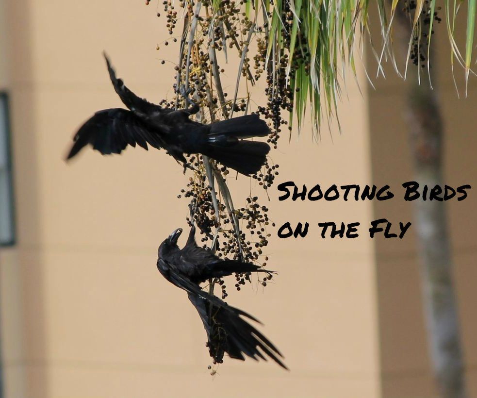 Shooting Birds on the Fly (with a Camera)