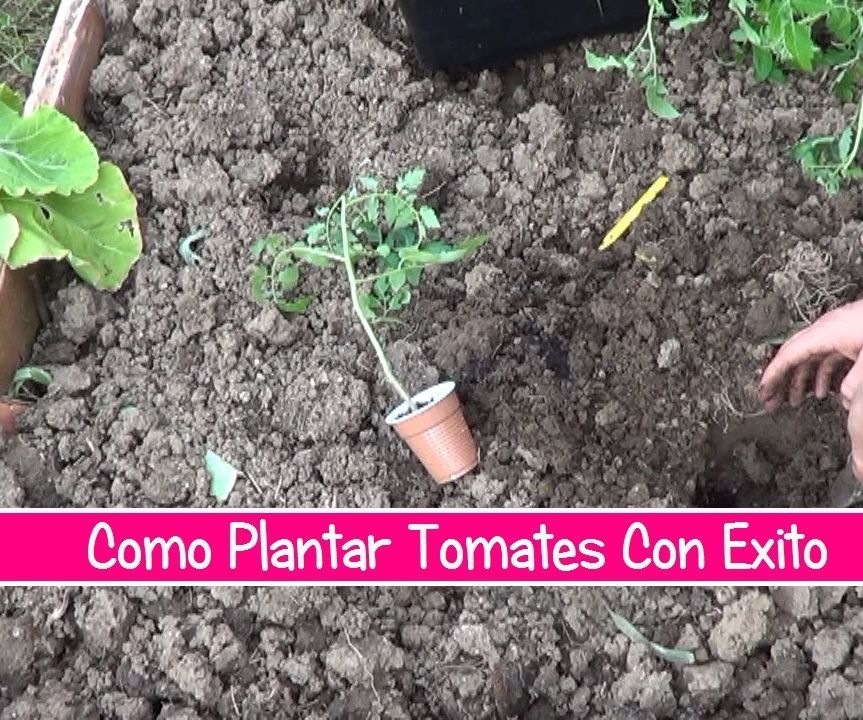 Como Plantar Tomate