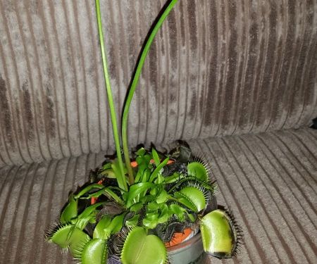 Spark Core Plant Monitor