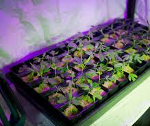 Tips for Successful Indoor Horticulture in Carbondale.
