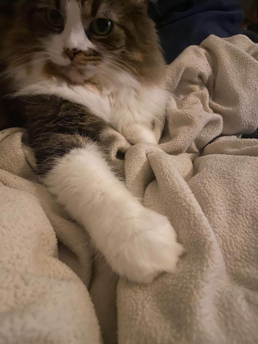 Automatic Cat Door 9 Steps Instructables