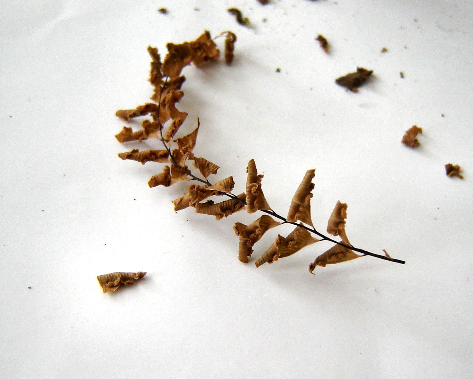 How to Grow Ferns From Spores (with Pictures) Instructables