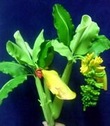 Clay flowers How to make Thai /Polymer clay flowers/sugar craft / cake decoration: Banana Tree