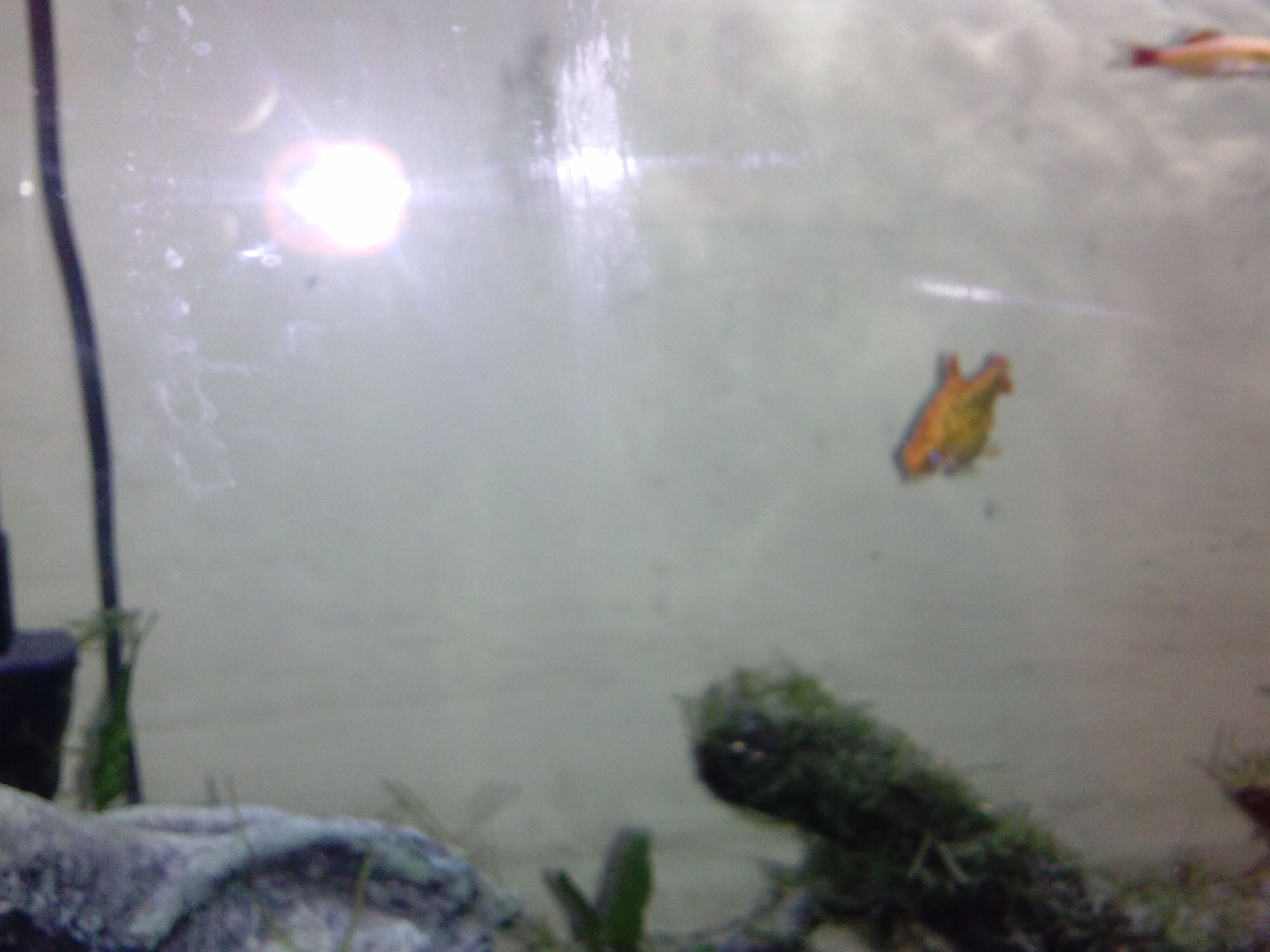 Fish Care 